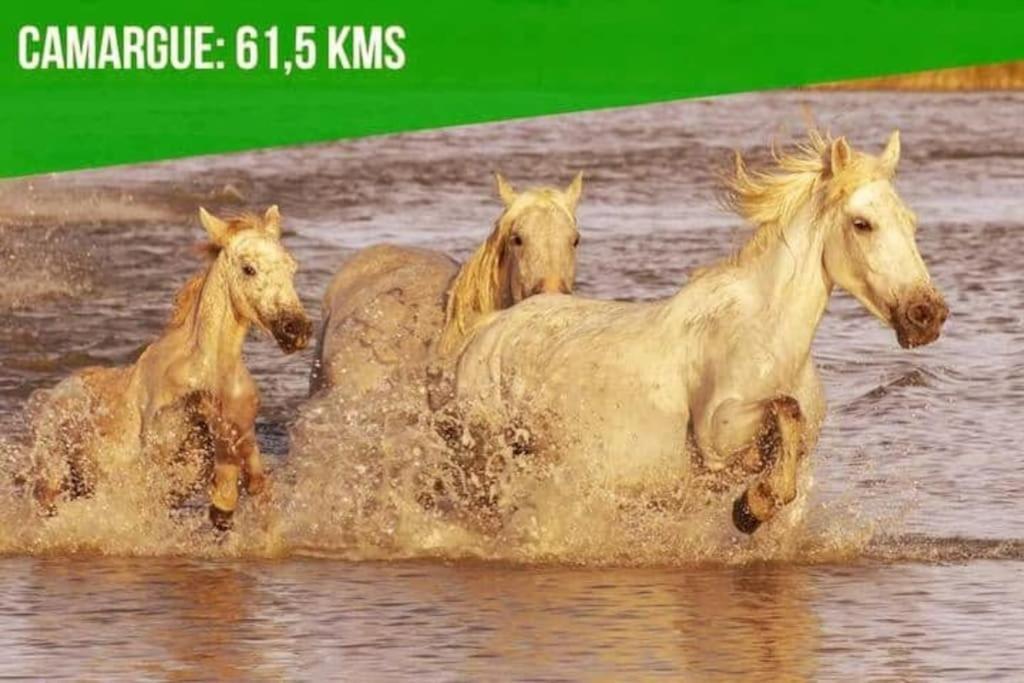 Le Noe - Ac Clim - Wi-Fi Lejlighed Avignon Eksteriør billede